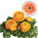 Bild von Ranonkel P12 Orange Apricote